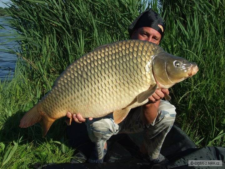 Kapr 87cm 15,80kg