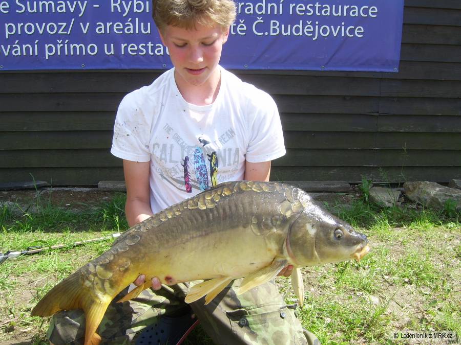 Kapr 81cm/6,70kg