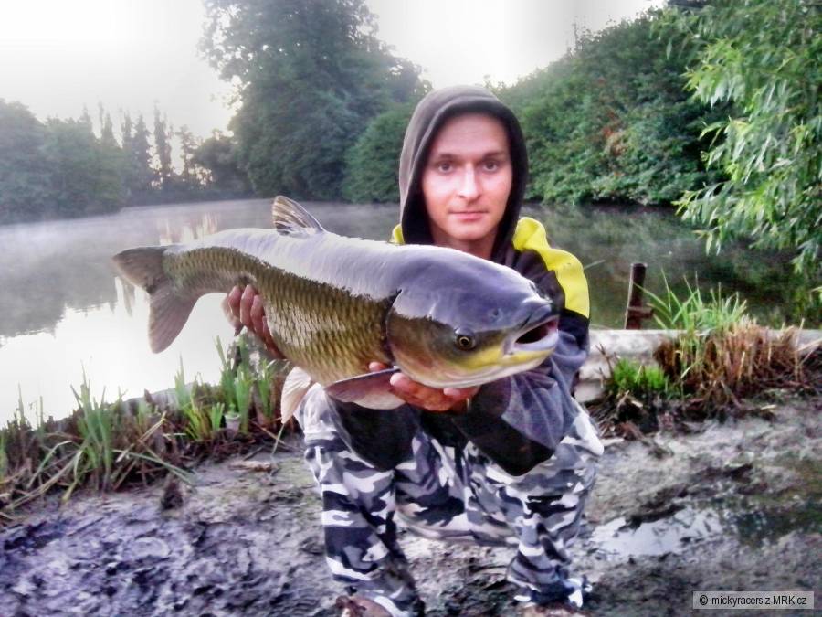 Amur bílý