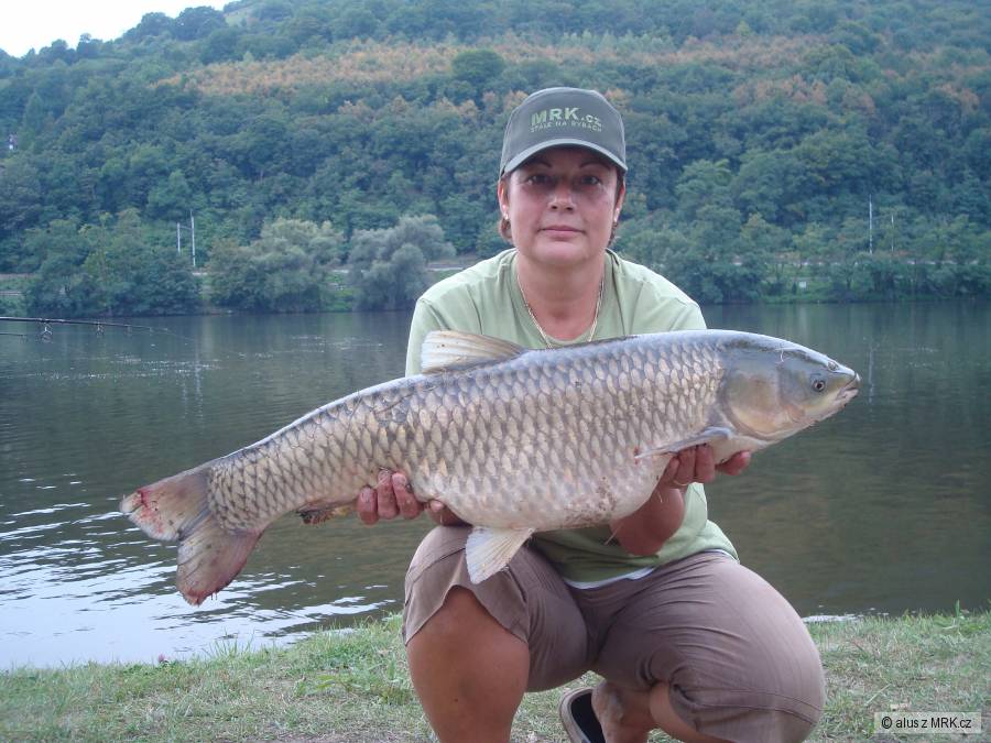 amur 82 cm