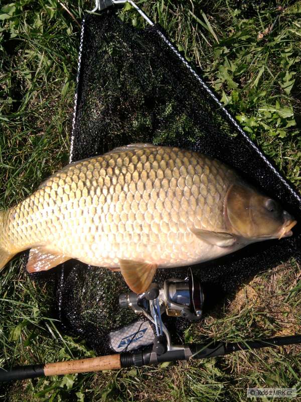 carp 62 feeder