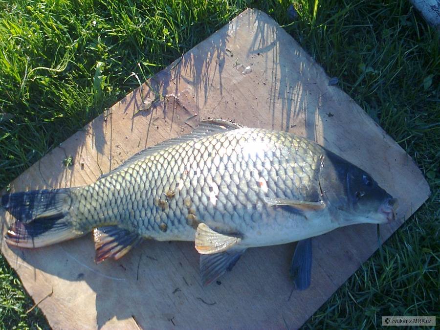 55-cm kapřík z lažínek