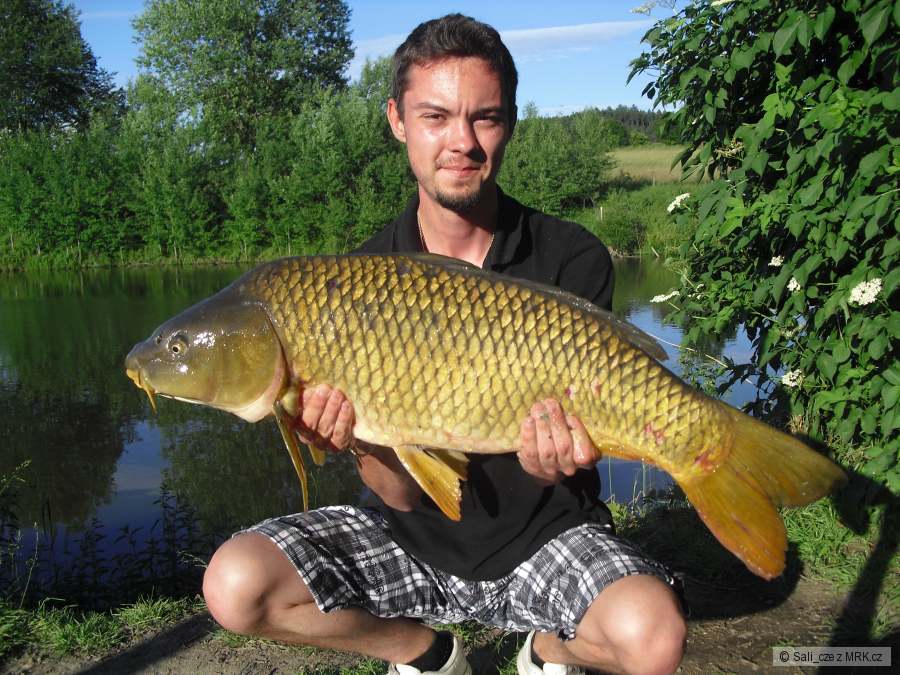 KAPR OBECNÝ - 81cm/7,8kg