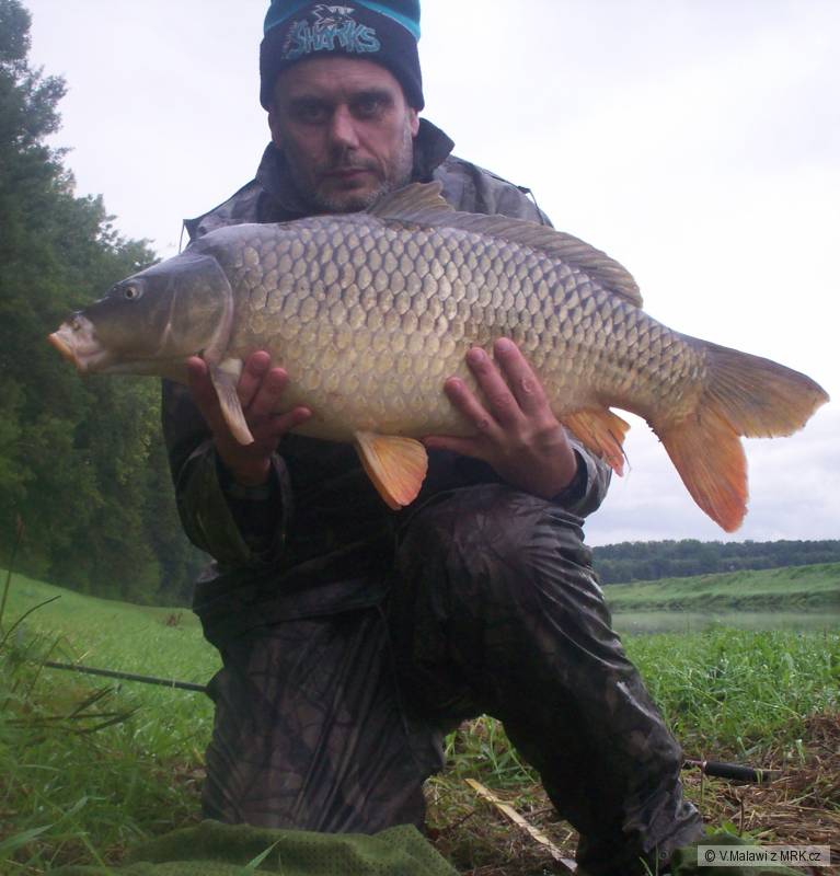 79cm 9,5kg
