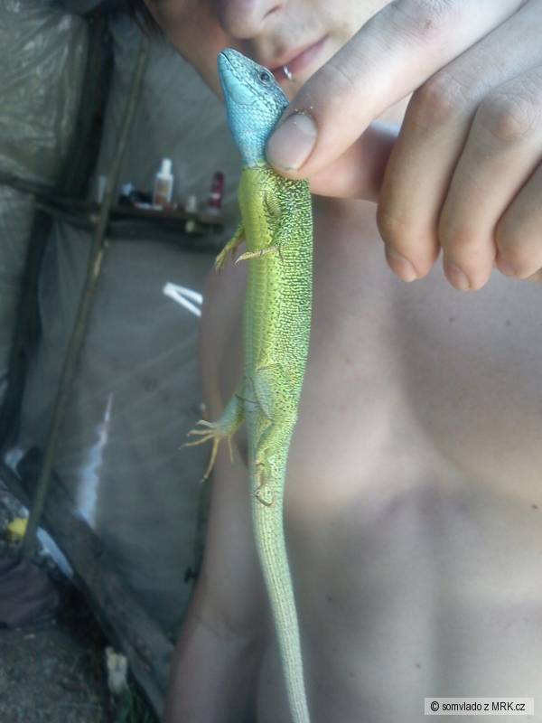 jasterica zelena :)
