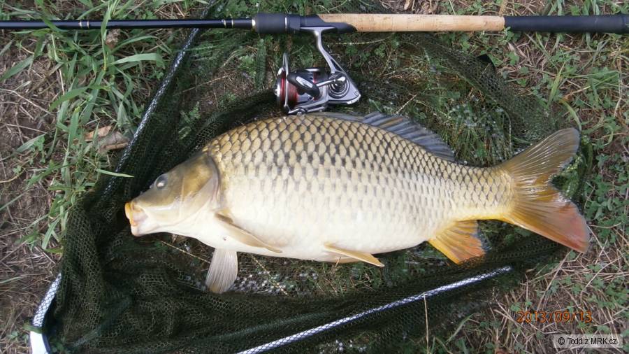 55 feeder