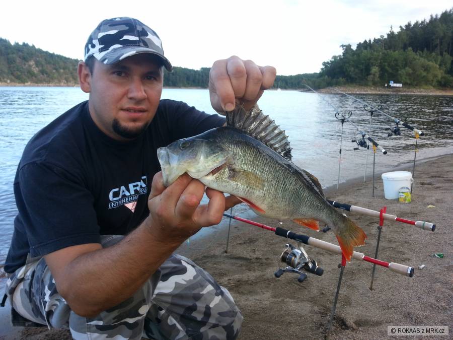 Okoun 37cm