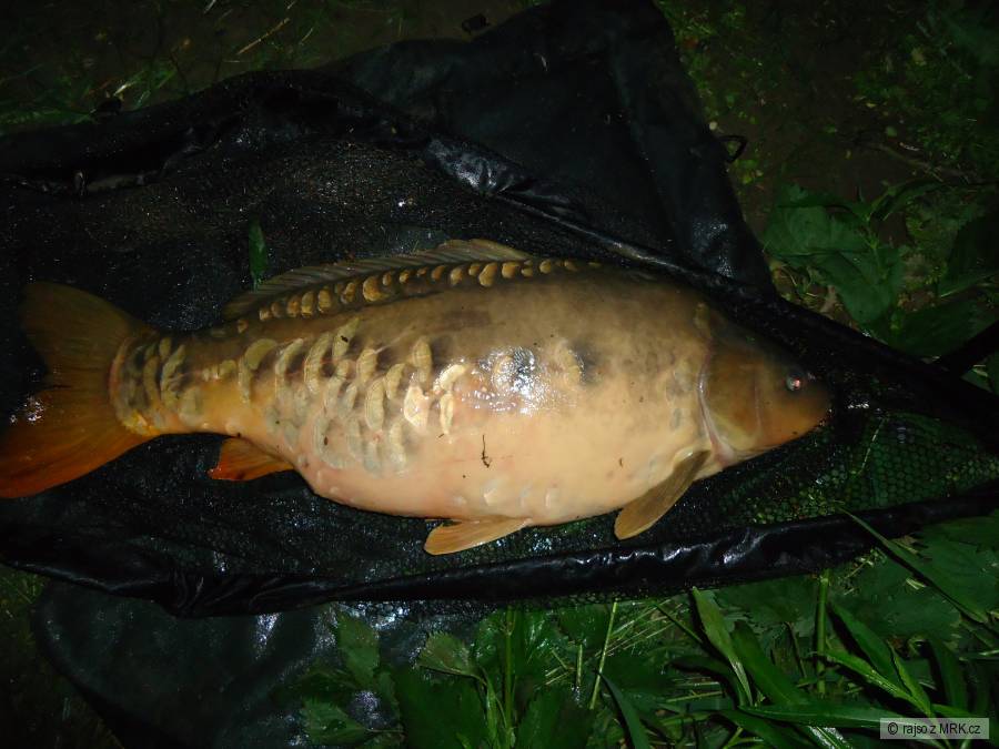 14kg 82cm