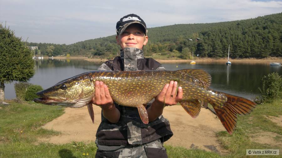 Štika obecná