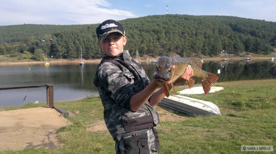 Štika obecná