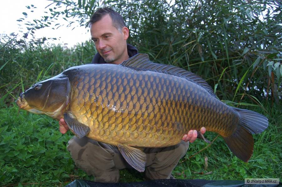 15,50 kg