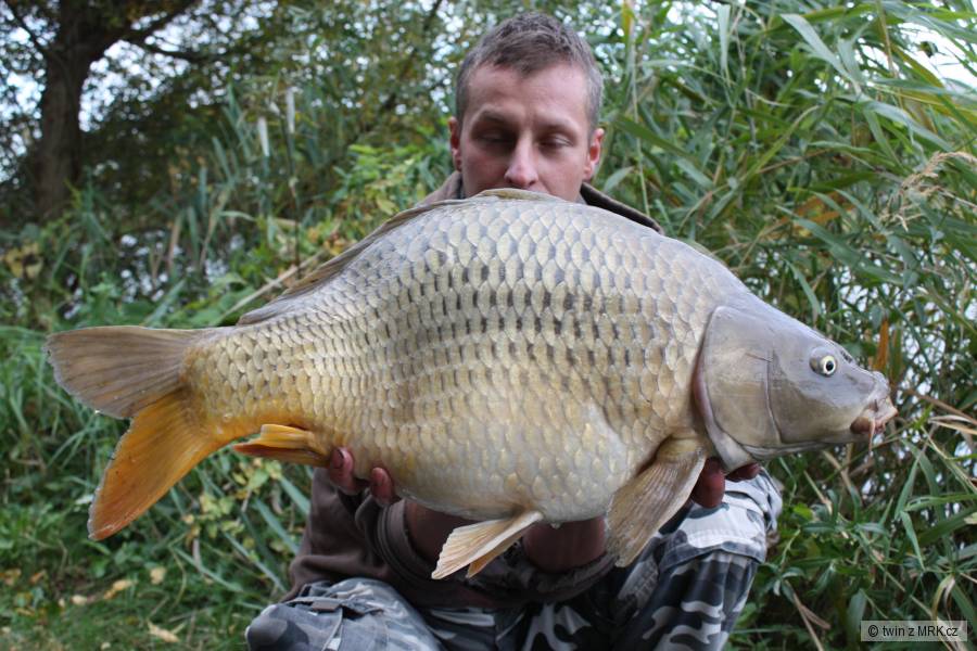 carp