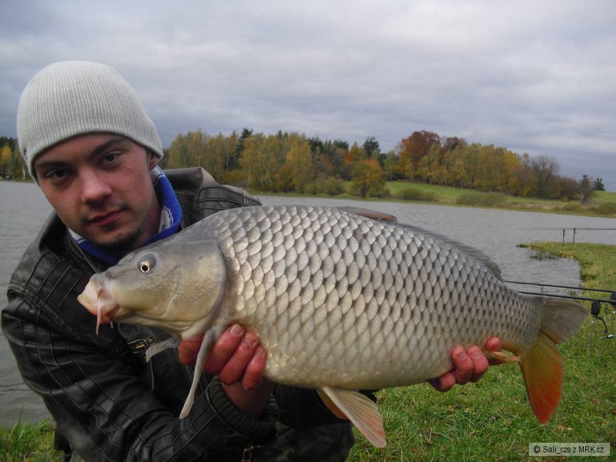 KAPR OBECNÝ - 63cm/4,3kg