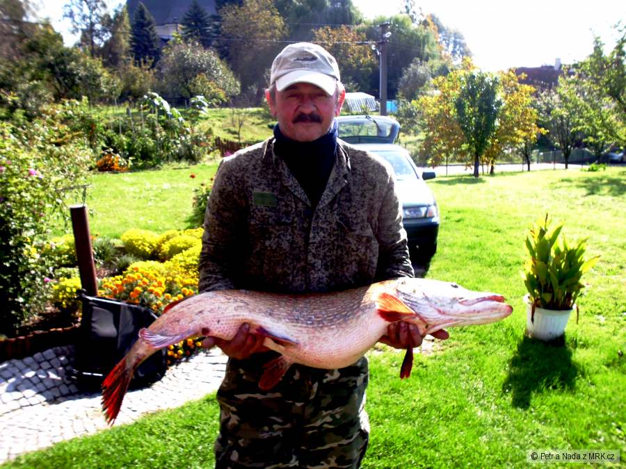 štika 109 cm 10 kg
