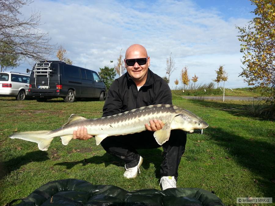 Jeseter 120cm