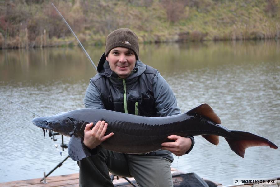 130cm, 19kg-Sportovní rybolov Kubšovka okr. Kolín