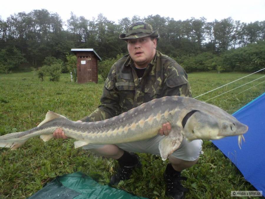 Jeseter 173 a 28kg