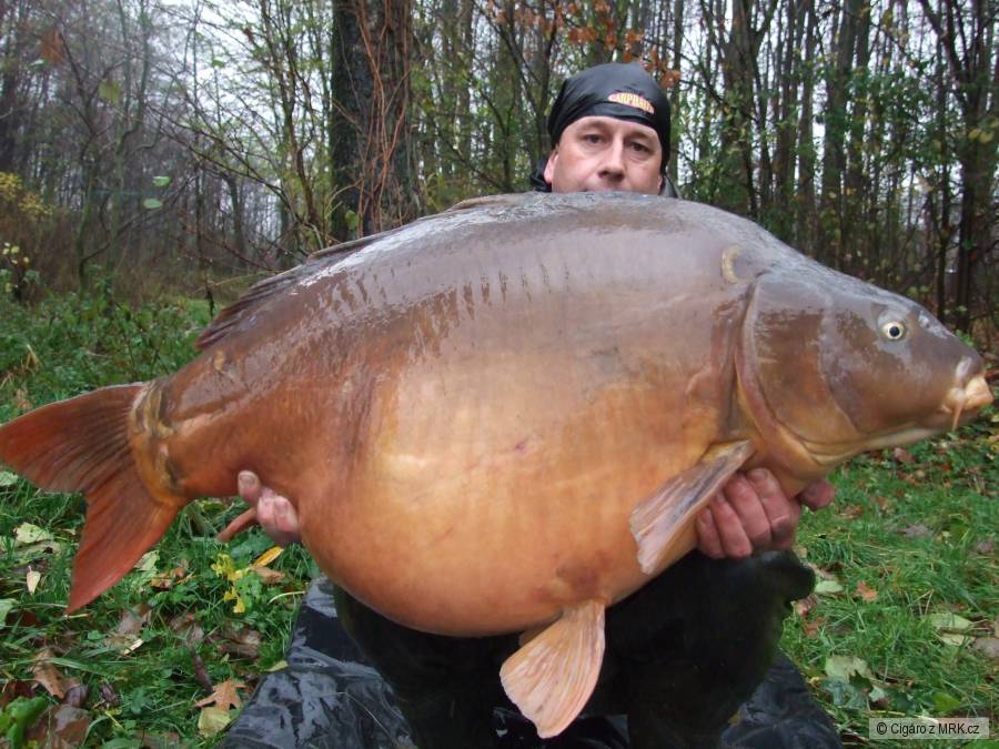 Lysec 91cm 20,10kg