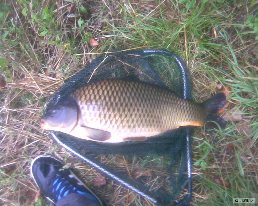 kapr svazovka cca 8kg