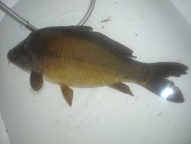 POHANSKO RYBA BYLA PU�TENA DO �EKY MORAVY PRO DAL�I RUST
