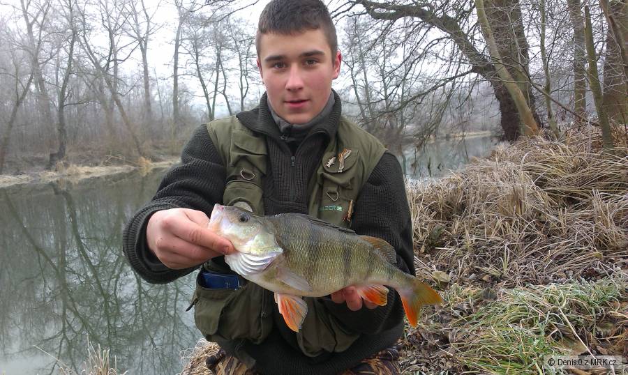 Okoun 37cm