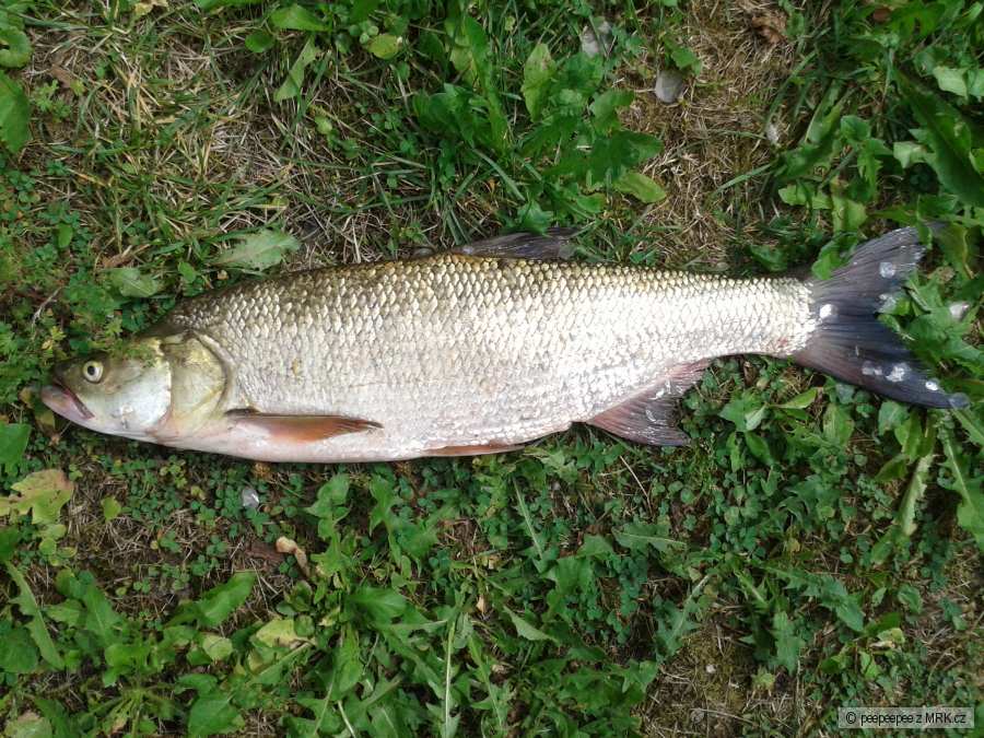 Bolen (65cm) LIPNO 2013/8