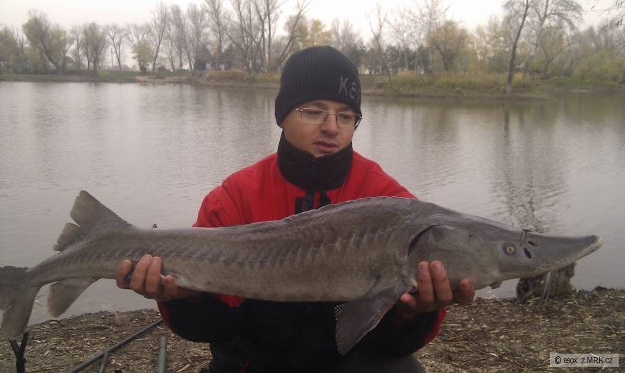 jeseter 110 cm