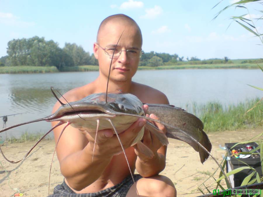 sumec africky