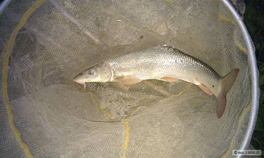 mrena (parma)