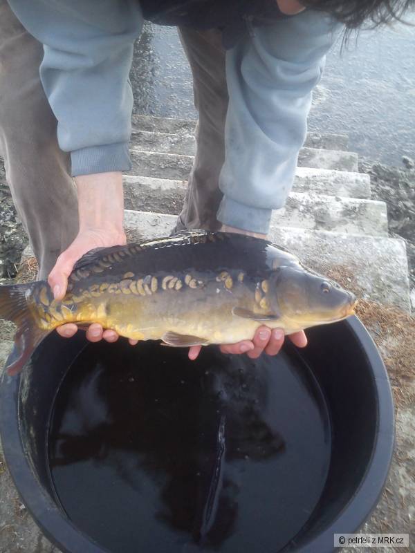n�sada kapr 53 cm 3,5 kg :)