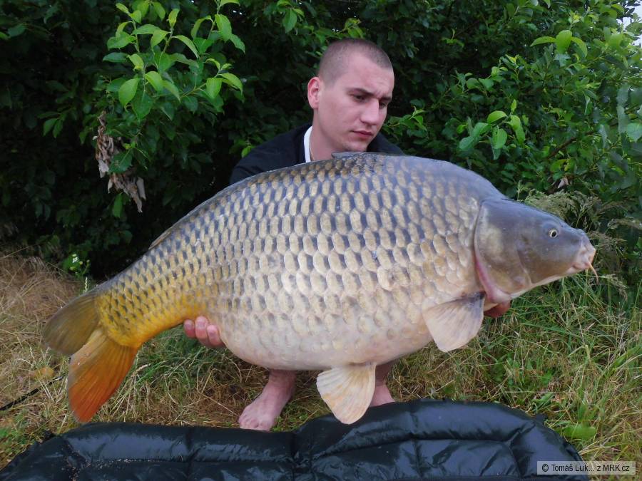 16kg