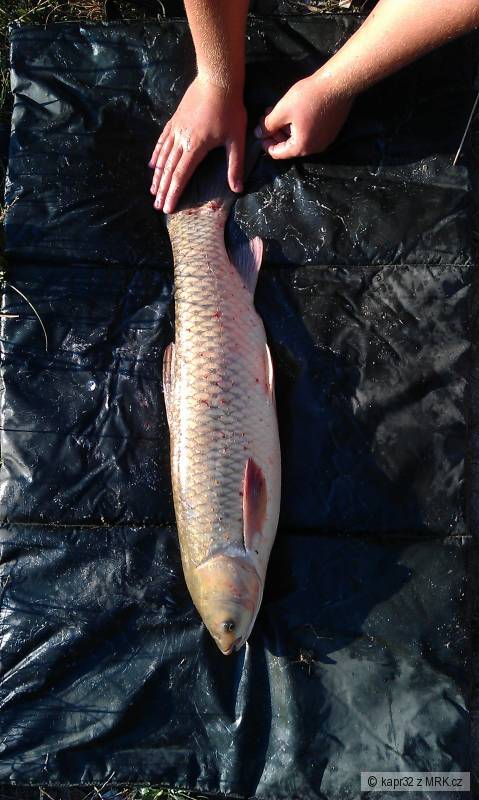 amur 70 cm
