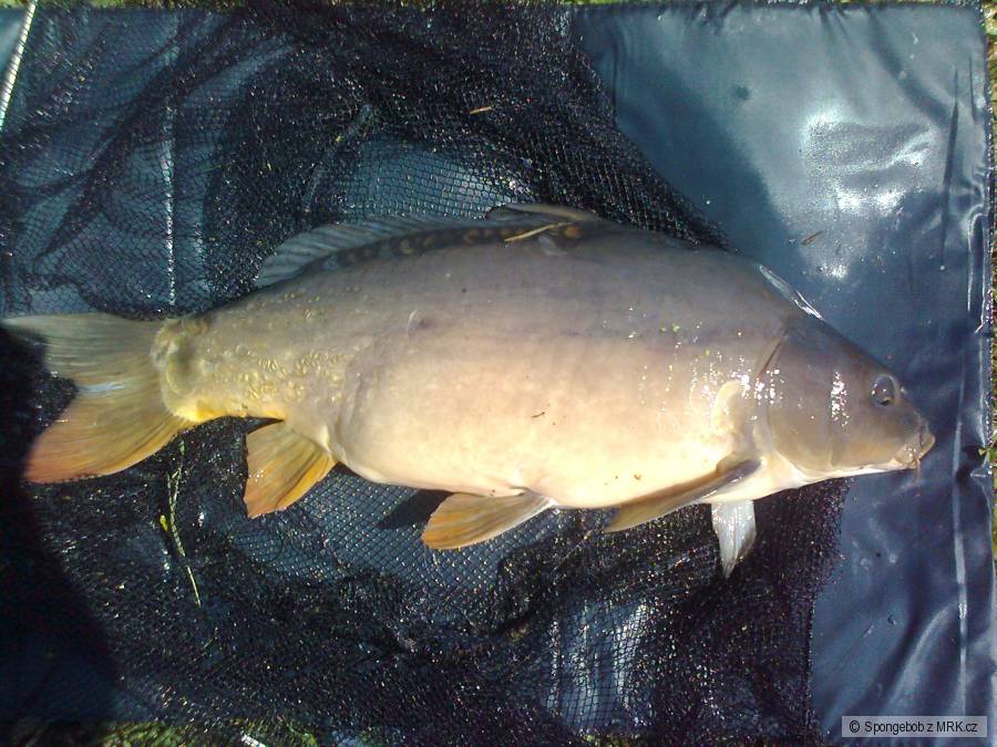 Carp float best