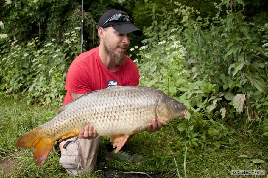 Carp Lužnice