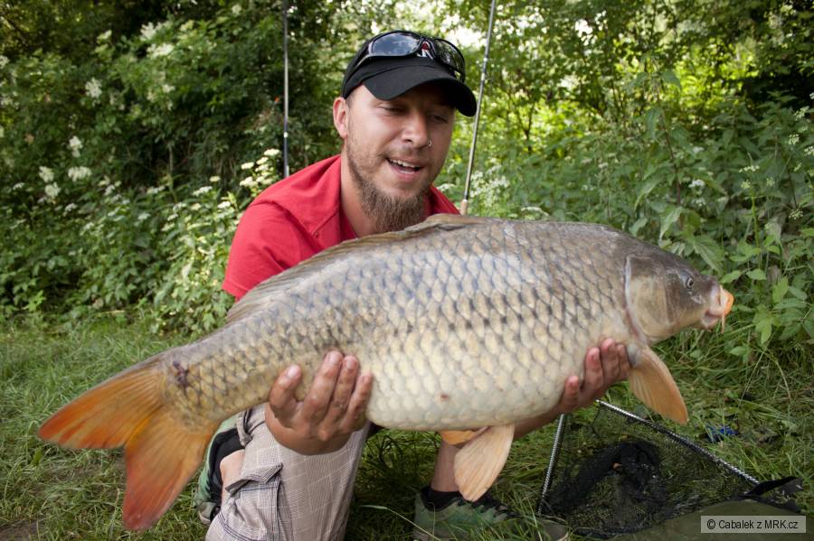 Carp Lužnice
