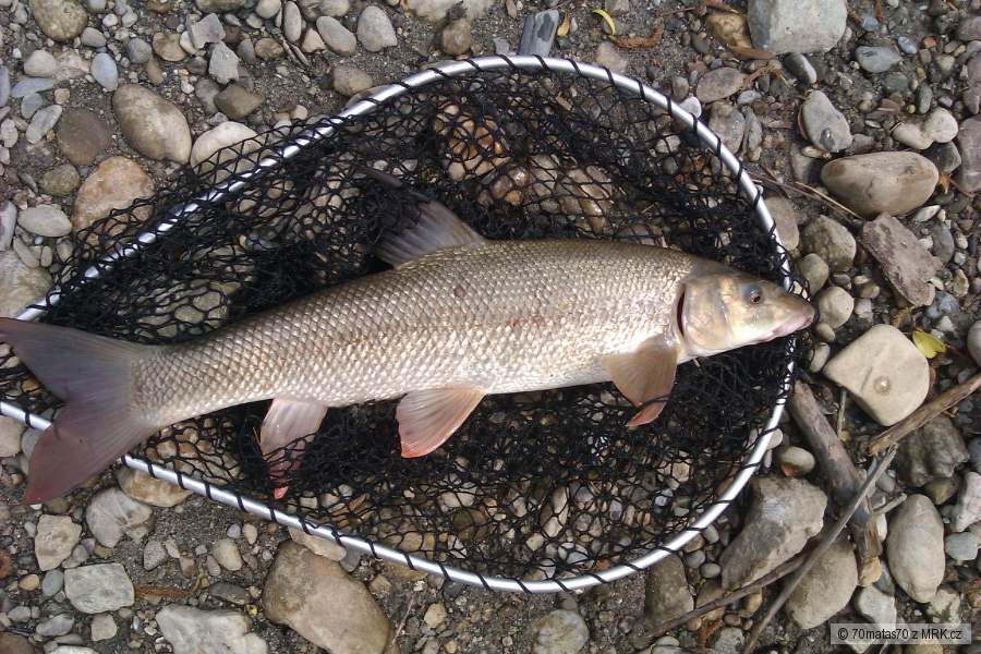 55cm