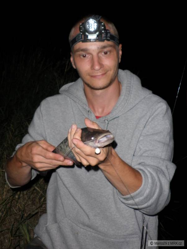 Nočna rybačka na feeder