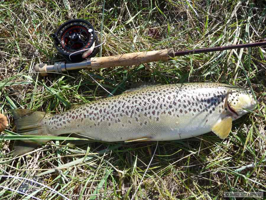 Dánsko, září 2013 - Sea trout 54m