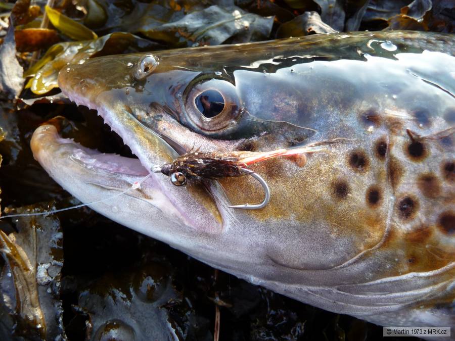 Dánsko, říjen 2012 - Sea trout 51cm - detail