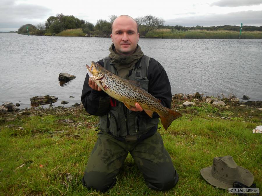 Salmo trutta