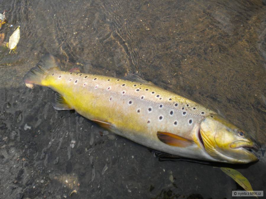 SALMO TRUTTA EGER