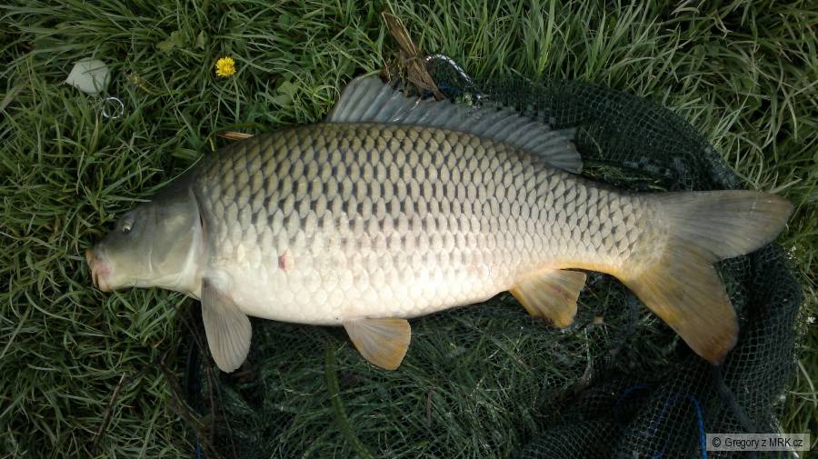 Kapřík 69 cm
