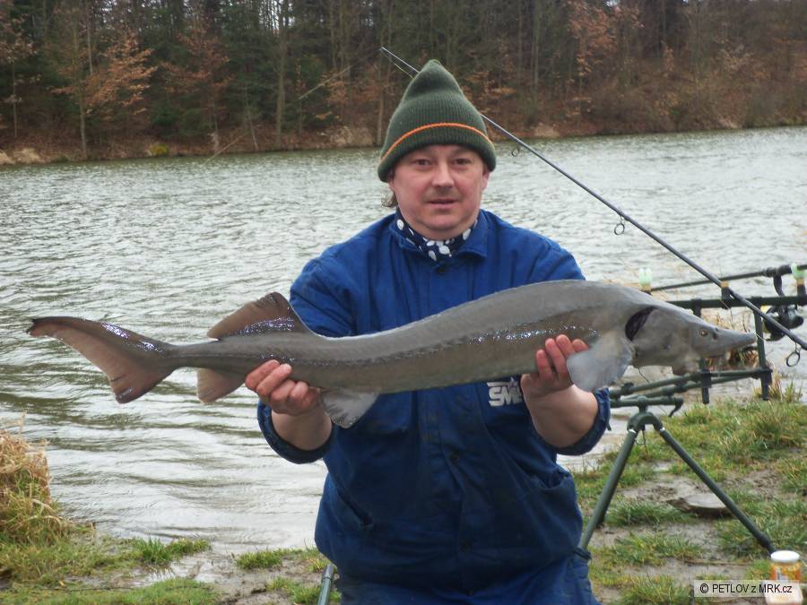 jeseter 106cm (sr vrtuvka)