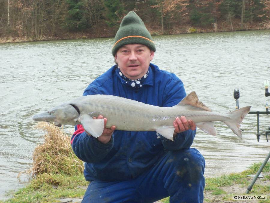 jeseter 98cm (sr vrtuvka)