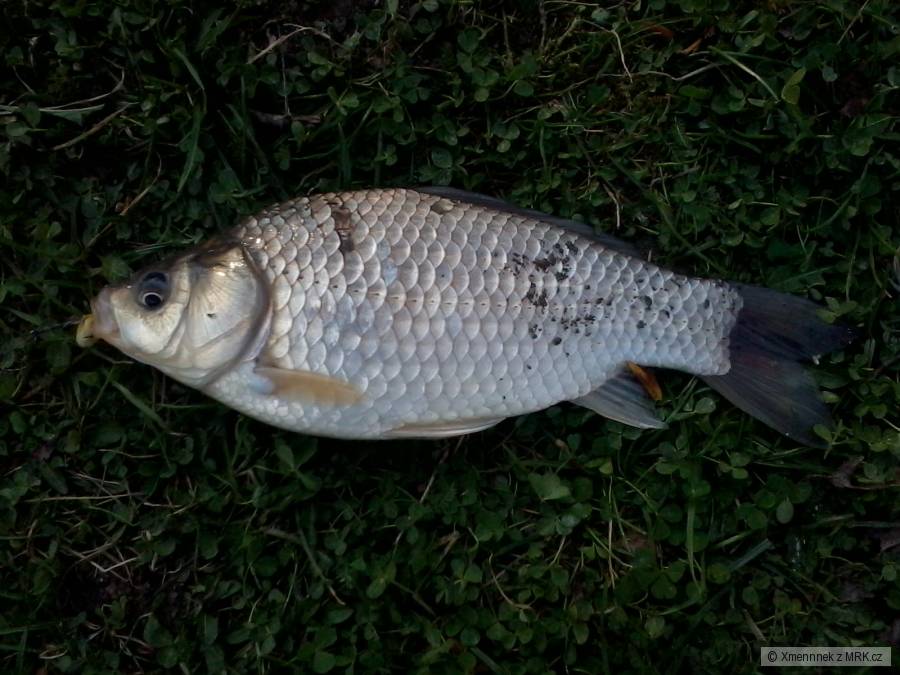 Karasek
