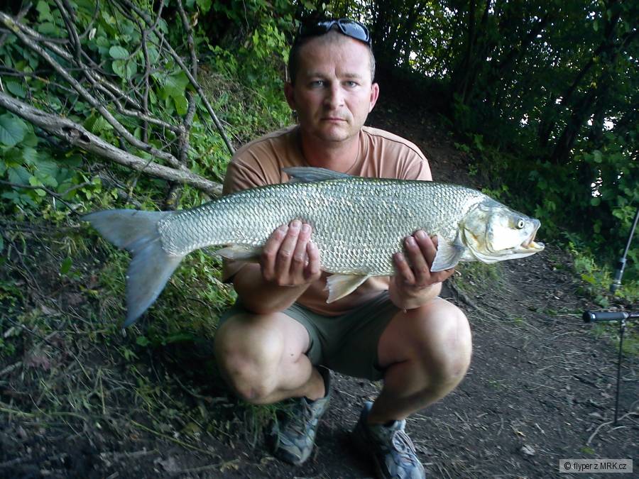 Bolen 76 cm