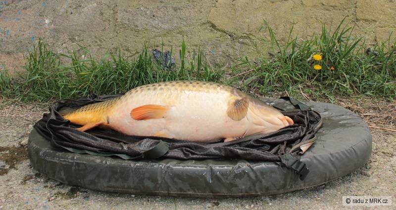 ...urban carp fishing labe...