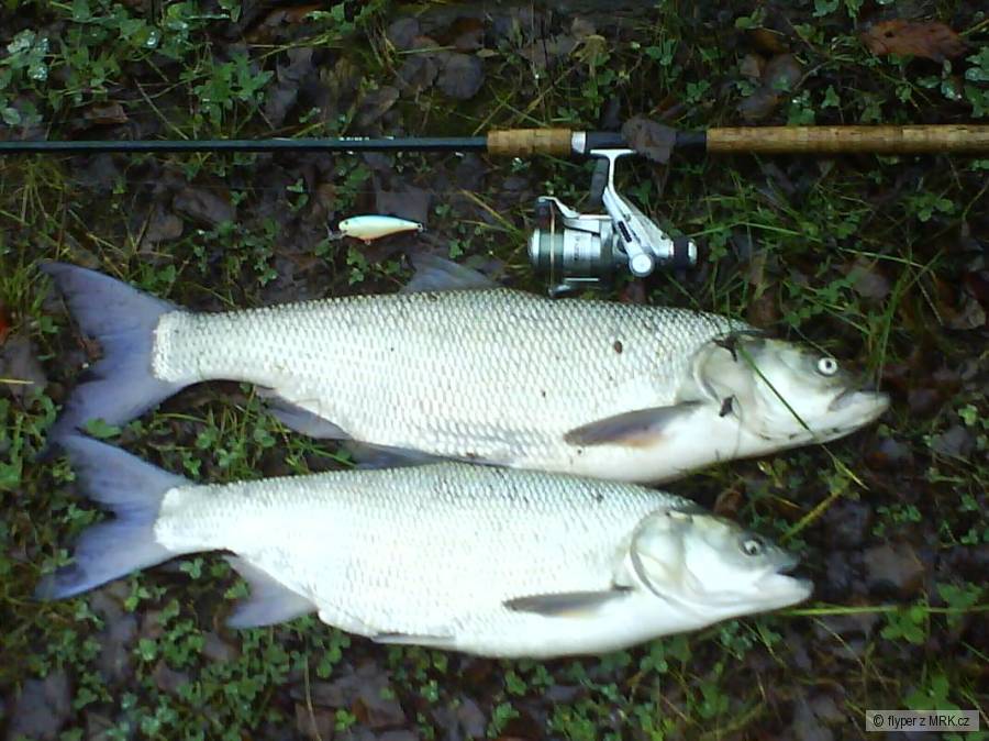 Bolene 80,70 cm