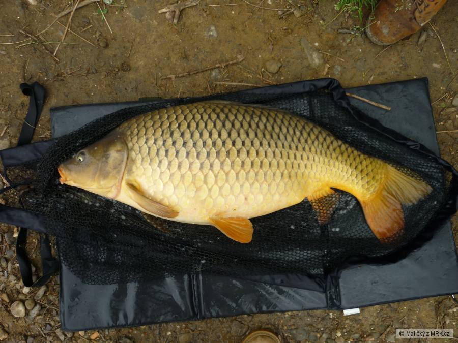 Odra 2A dnešní bráchův úlovek - 91