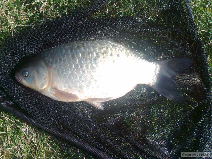 karásek 41 cm